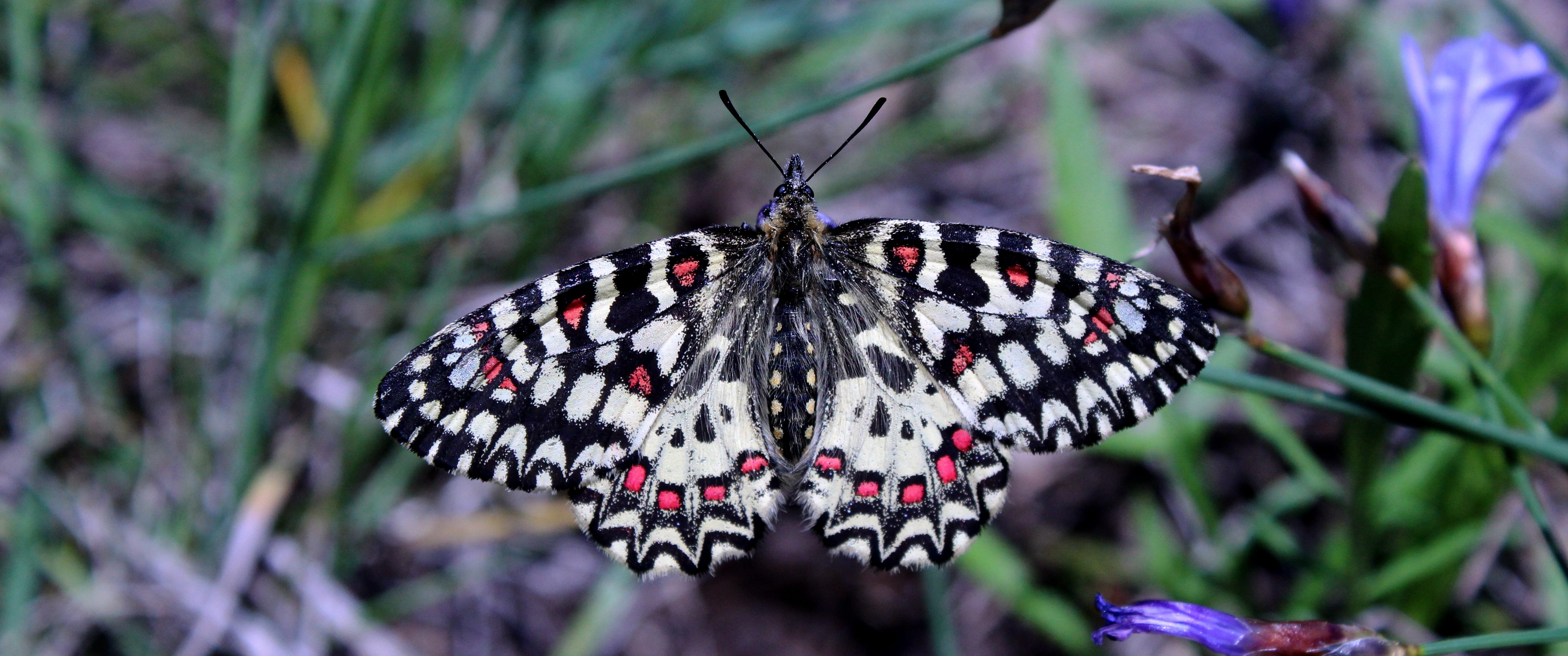 Naturaleza del Pirineo Oscense